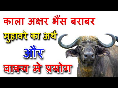 Meaning of black letter buffalo equals idiom // meaning of black akshar bhains equal idiom // Pro...