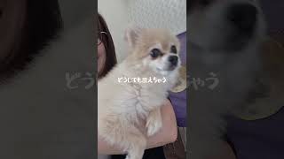 何年も通ってるトリミングサロンで必ず震えるポメラニアン