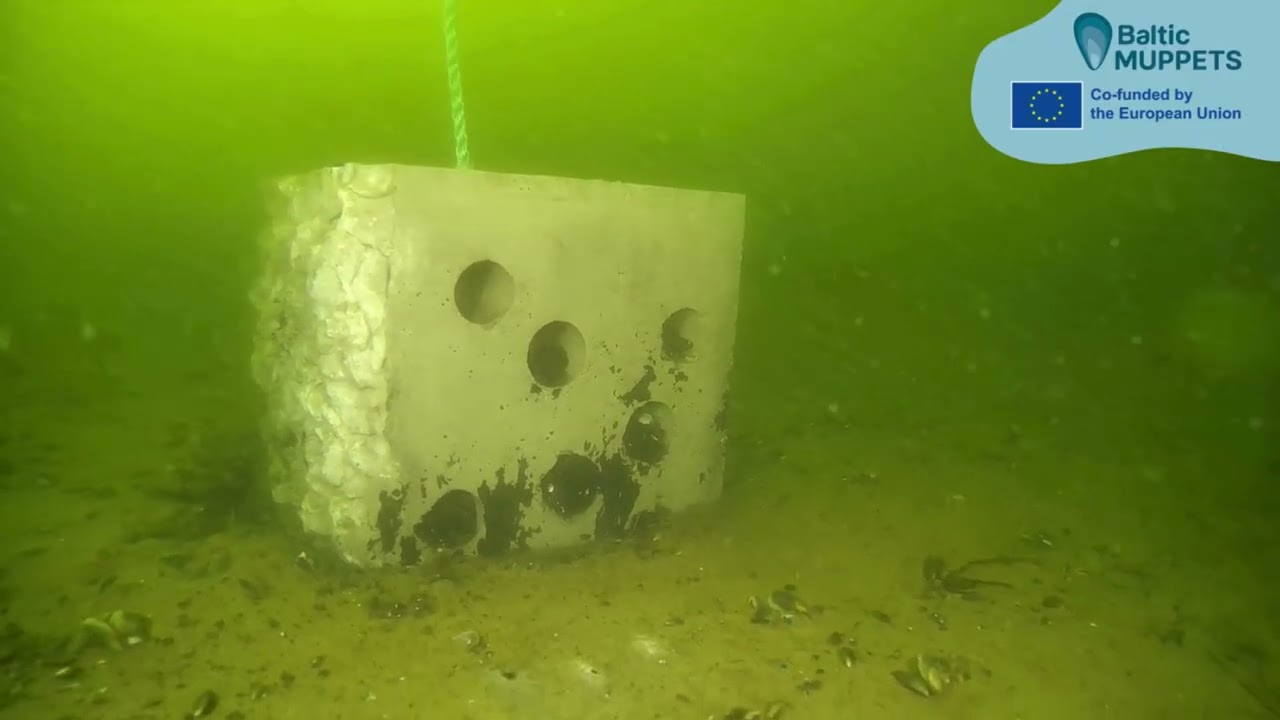 Bioblocks increase marine biodiversity - BalticMuppets