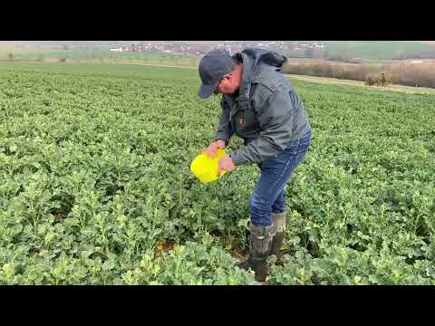 KWS Rapsstorys 2022 - Fungizideinsatz und Schädlingsüberwachung