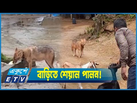 শেয়ালকে হাঁস-মুরগীর সঙ্গে পালন করছেন আজিজুল