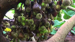 Cluster fig and medicinal uses 