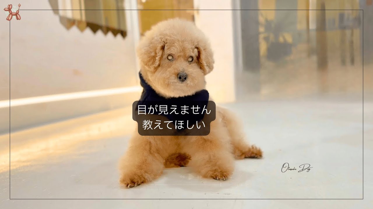 保護犬が洋服を着た時の意外な反応に泣く