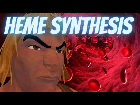 Heme Synthesis (Mnemonic for the USMLE)