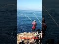PANIK Strike Ikan Besar