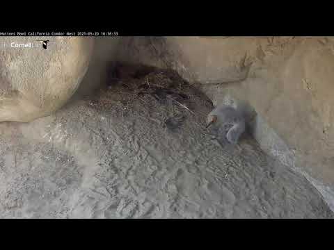 California Condor Chick Plays With Bit Of Microtrash In Nest Cavity – May 20, 2021
