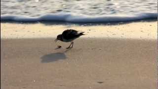 Good Morning, Bird at the Beach!