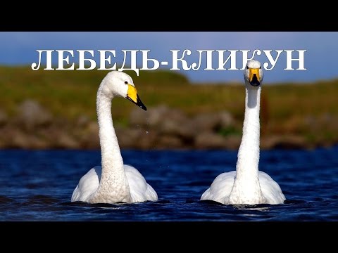 Птицы - обитатели озер, болот и рек. самый популярный справочник