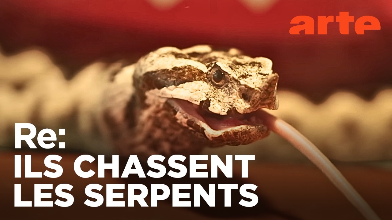 En Croatie, attention aux serpents ! | ARTE Regards