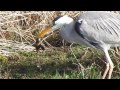 Heron Catches Toad