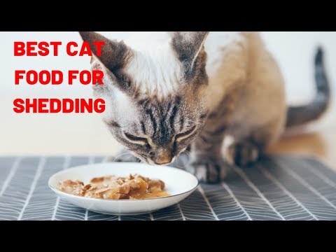 Best Cat Food for Shedding | Shedding Control Cat Food