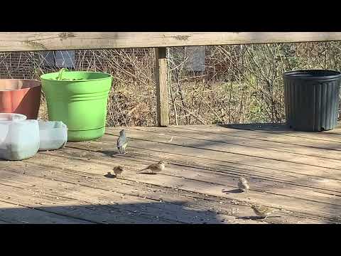 Titmouse, sparrows, feed on my deck at noon, Wed 9 Feb 2022, Seneca, SC, 49°, 49% humidity, N 5 mph