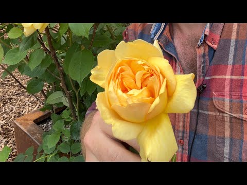 Personal review of shrub rose “ bring me Sunshine” from @david_austin_roses