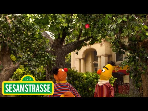 Ernie und Bert: der Apfel | Sesamstraße | NDR