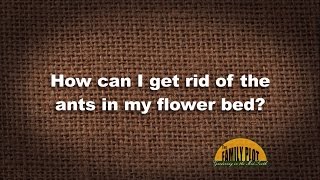 Q&A - How can I get rid of the ants in my flower bed?