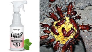 How to Get Rid of Cockroaches Permanently home remedies