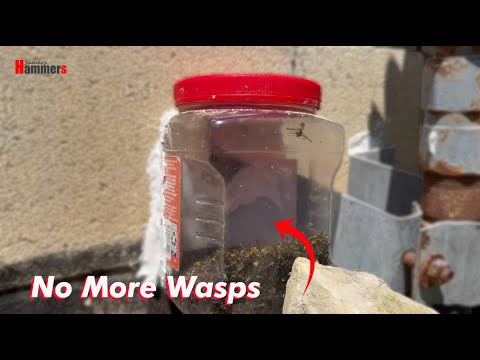 How to Get Rid of Wasps Around the House | Wasp Trap