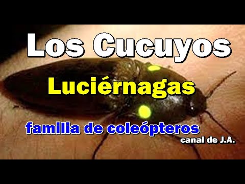 Los Cucuyos o Luciérnagas son una familia de coleópteros