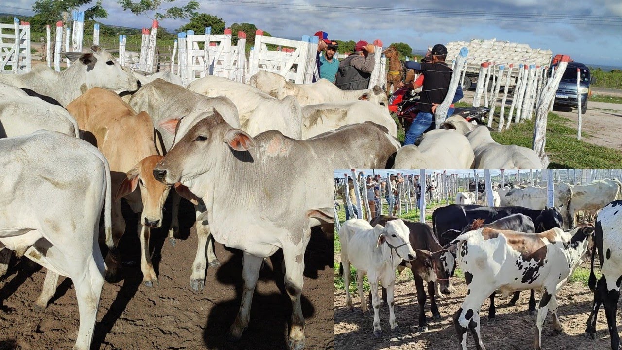 Feira de Gado de Jurema-PE 1/3/2025 #nordeste #agro