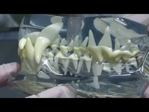 犬には歯が何本ありますか?