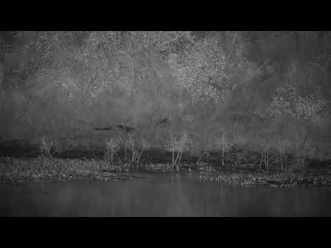 Djuma: Large-spotted Genet - 00:23 - 04/16/21