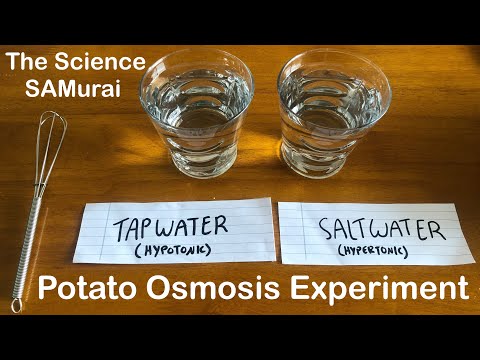 Potato Osmosis Experiment: Hypotonic vs. Hypertonic Solutions | The Science SAMurai