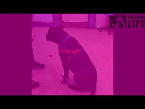 Step by Step Harness Training for Dogs with Body Handling Issues
