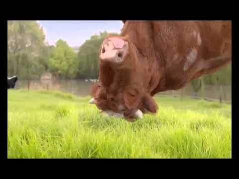 Cadbury Top Deck