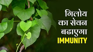 Corona Virus : Giloy increase immunity, Giloy Benefits