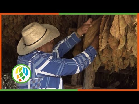 Tradición y entrega: fórmula inequívoca del mayor productor tabacalero de San Juan y Martínez