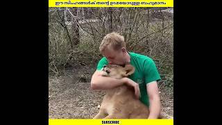 Download lagu ഈ സിംഹങ്ങൾ തന്റെ ഉടമയെ ഇത്ര അധികം ബഹുമാനിക്കാനുള്ള കാരണം | Ashik Uncovered | #shorts mp3