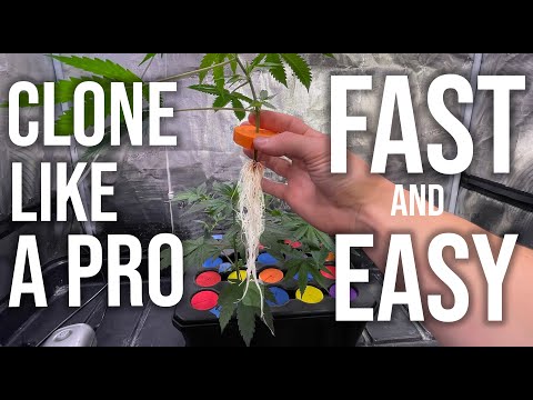 Clone Like a Pro - Never Lose a Clone Again - 100% Success Rate