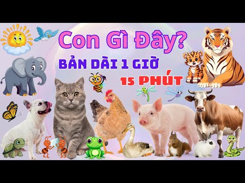 CON GÌ ĐÂY? TỔNG HỢP CÁC LOÀI ĐỘNG VẬT - BẢN DÀI NHẬN BIẾT CON VẬT: CON BÒ, LỢN, CHÓ, VOI, MÈO, GÀ