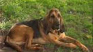 The Dillards-Old Blue