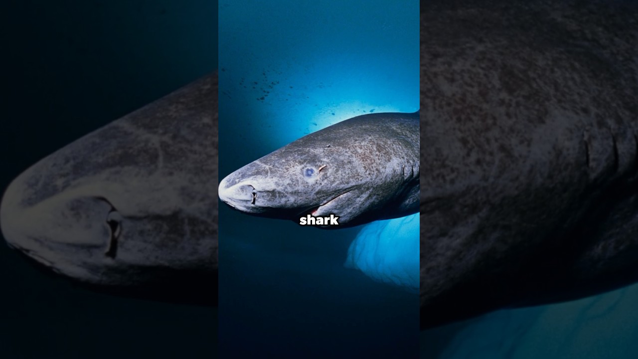 Why is Greenland shark meat poisonous? Tipseri