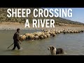 Sheep Crossing River – Epic Nomad Life | sheep crossing river