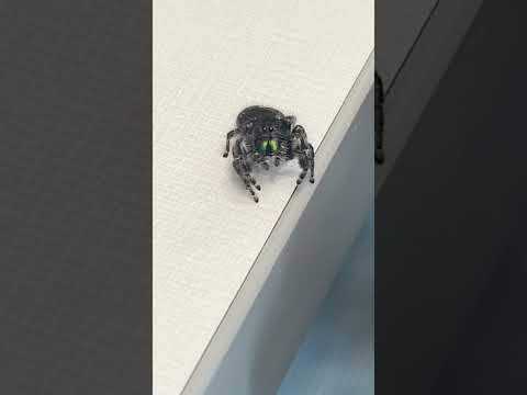 Clinic Found a Jumping Spider at Work—And It’s Kinda Adorable