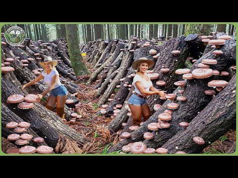 How Billions of Shiitake Mushroom Are Harvested & Processed - Massive Japanese Farming In Forest