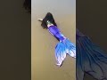 Jalpari Jalpari Sad Video Tik Tok New Video Smarttech