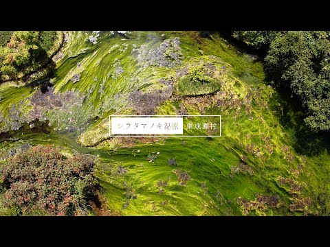 [秋田県東成瀬村PR動画]シラタマノキ湿原