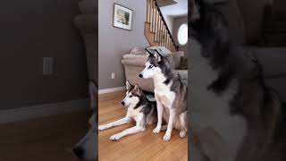 Can Huskies Learn Different Languages?