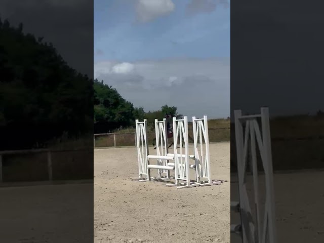 Cheval de sport pour CCE AMAT 1 / Elite 
