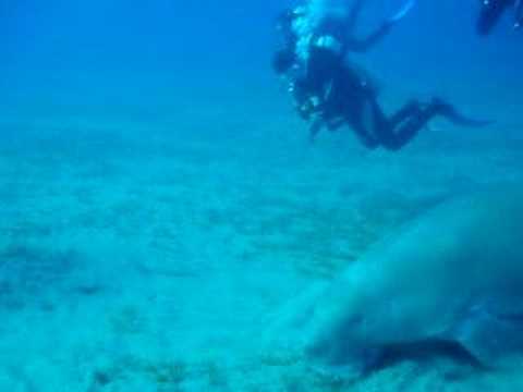 Diving Akassia, tauchplatz, Sheik Malik