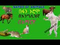 የተለያዩ የእንስሳት ስሞችን በኦሮምኛ #afaan_oromoo ፣ በእንግሊዝኛና በአማርኛ ይማሩ /Learning the different names of animals