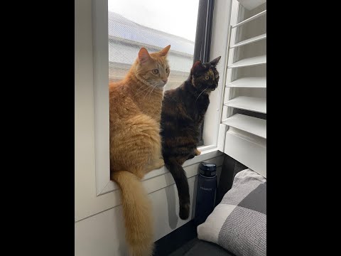 KITTENS INTO CATS - YAZ & CHEETO - INTRODUCTION