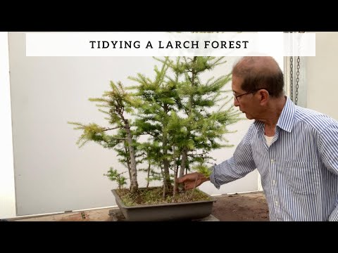 Tidying a Larch Forest
