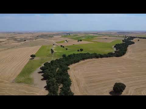 Cañada Real Burgalesa en Royuela de Río Franco