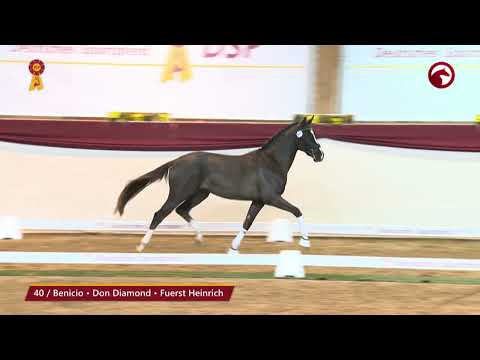 KN 40 von Benicio / Don Diamond