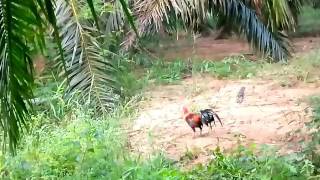 Download lagu Penjejak Rimba TM kills 32 mp3