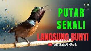 Download lagu KONIN GACOR ISIAN SANGAT BAGUS UNTUK TERAPI KONIN IJOAN DAN KONIN MACET ! 011025 mp3 Download lagu KONIN GACOR ISIAN SANGAT BAGUS UNTUK TERAPI KONIN IJOAN DAN KONIN MACET ! 011025 mp3